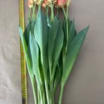 big_52